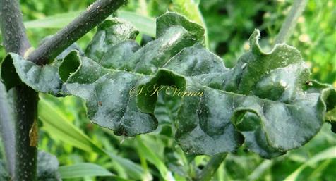  Lower cauline leaves